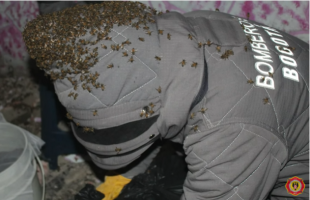 Bombero con uniforme de protección para recoger abejas