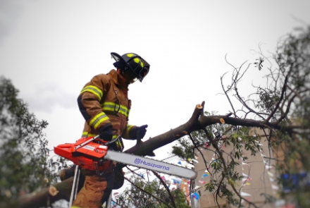 ¿Cuándo los Bomberos intervienen los árboles?