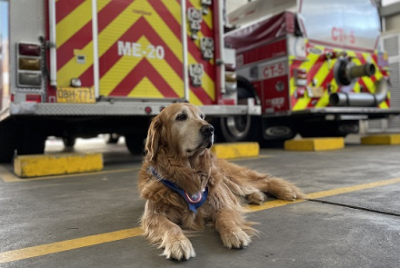 Perro en la estación de bomberos 